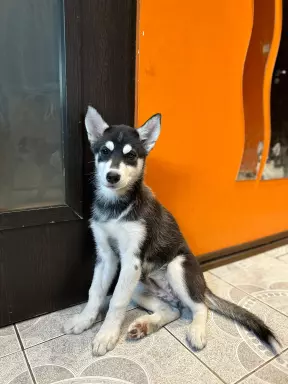 Szczenięta Siberian Husky z rodowodem 2