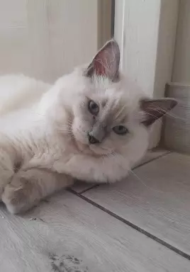 Kocięta rasy Ragdoll 3