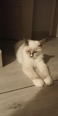 Kocięta rasy Ragdoll 5