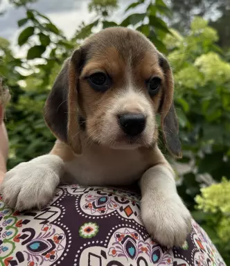 Beagle przepiękne szczenięta ZKwP/FCI 1