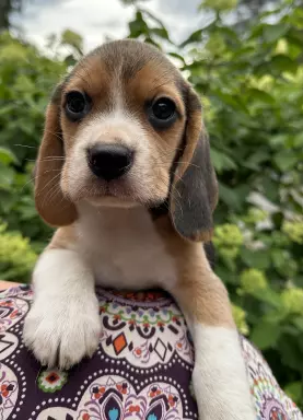 Beagle przepiękne szczenięta ZKwP/FCI 2