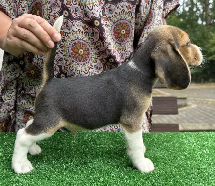 Beagle przepiękne szczenięta ZKwP/FCI 3