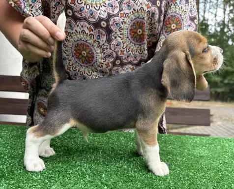 Beagle przepiękne szczenięta ZKwP/FCI 4