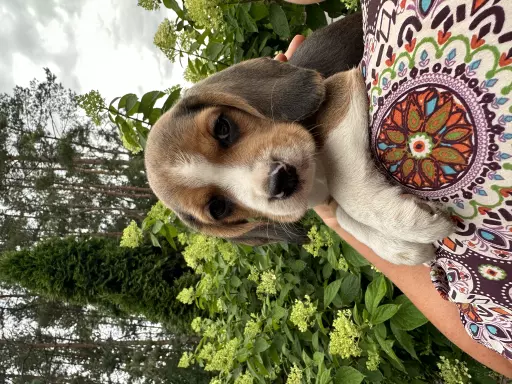 Beagle przepiękne szczenięta ZKwP/FCI 5