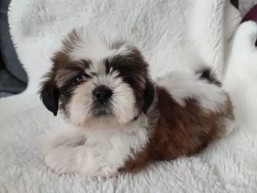 Suczki shih tzu 2