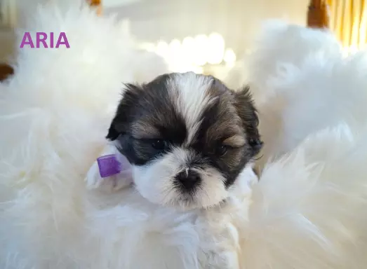 Szczenięta Shih Tzu z rodowodem SWKIPR 7