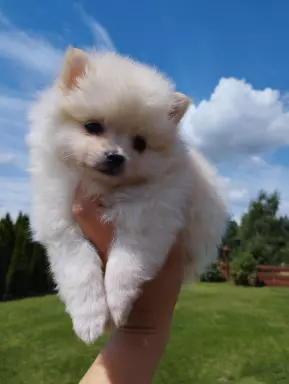 Szpic miniaturowy pomeranian szczeniak 1