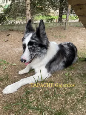 Reproduktor Border Collie 3