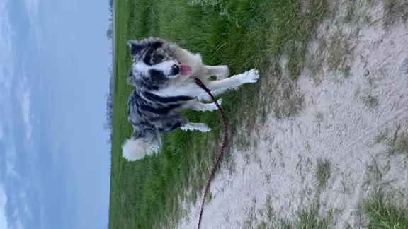 Reproduktor Border Collie 4