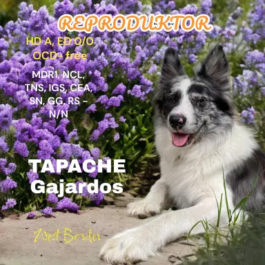 Reproduktor Border Collie 1