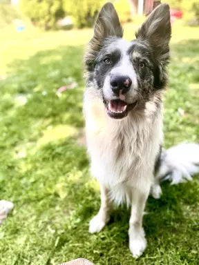 Reproduktor Border Collie 5