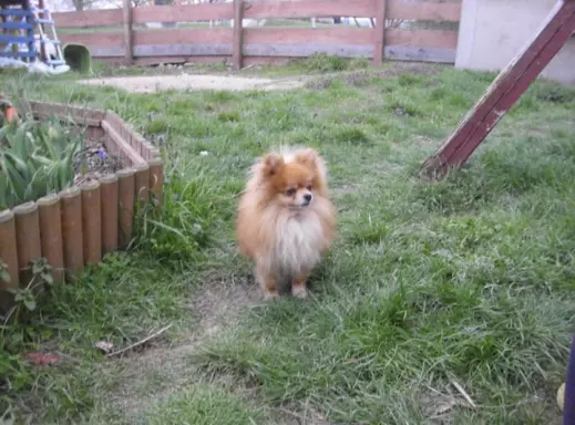 Mini Pomeranian Szpic Miniaturowy 9