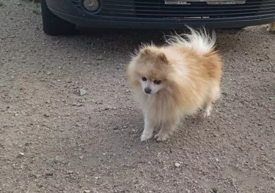 Mini Pomeranian Szpic Miniaturowy 10