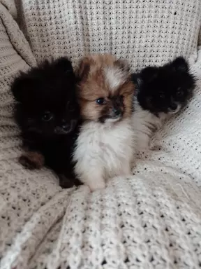 Mini Pomeranian Szpic Miniaturowy 3