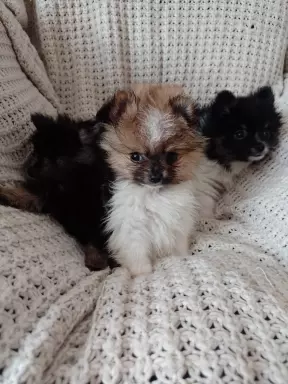 Mini Pomeranian Szpic Miniaturowy 1