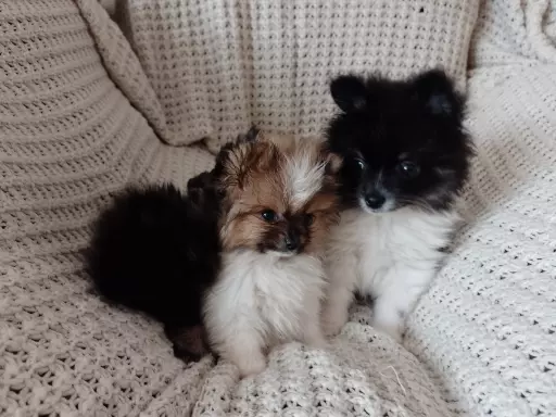 Mini Pomeranian Szpic Miniaturowy 5
