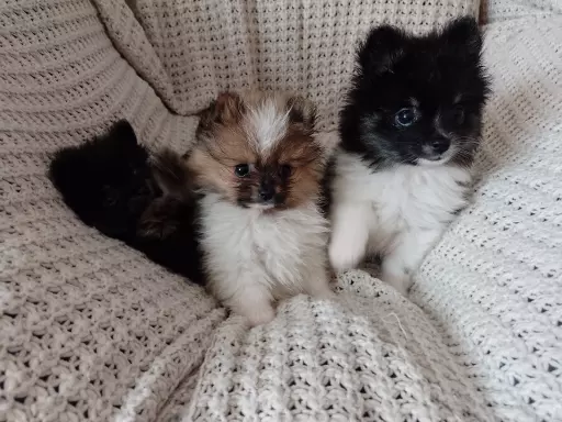Mini Pomeranian Szpic Miniaturowy 2