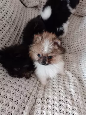Mini Pomeranian Szpic Miniaturowy 6