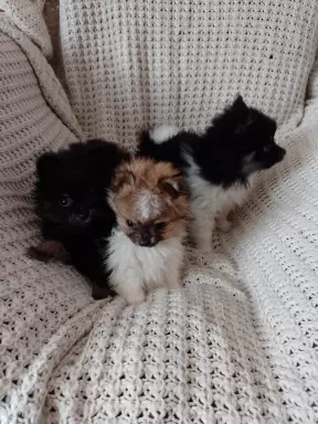 Mini Pomeranian Szpic Miniaturowy 7