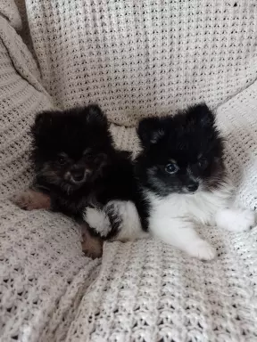 Mini Pomeranian Szpic Miniaturowy 8