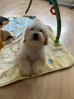 Maltipoo,pudel,maltanczyk 4