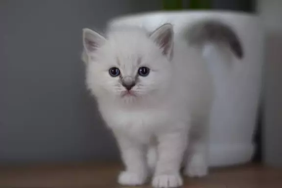 Ragdoll kocurek FPL 3