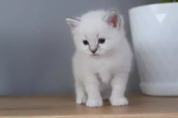 Ragdoll kocurek FPL 4