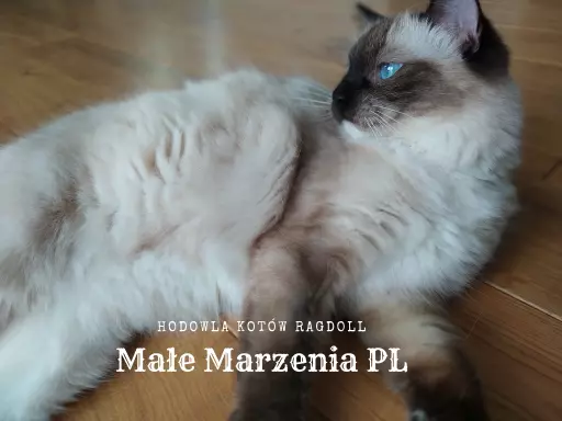 Ragdoll kocurek FPL 7