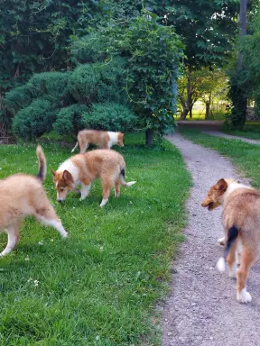 owczarek szkocki , collie , lassie 1