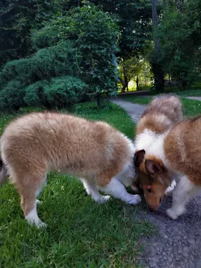 owczarek szkocki , collie , lassie 2