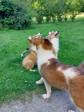 owczarek szkocki , collie , lassie 4