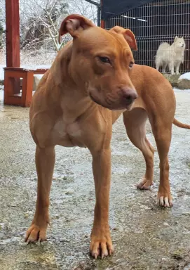 Szczenięta Amerykańskiego Pit Bull Terrier 7