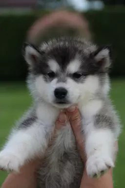 ALASKAN MALAMUTE 1