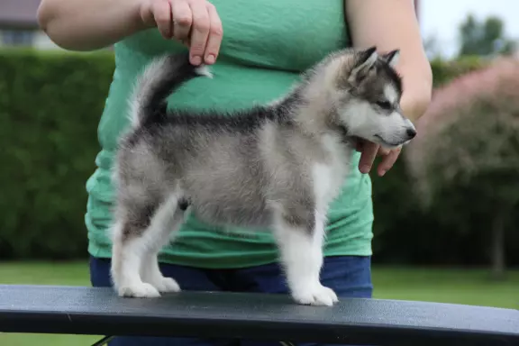 ALASKAN MALAMUTE 2