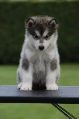 ALASKAN MALAMUTE 3