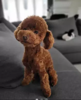 Pudel Toy suczka,malutki pudelek 10