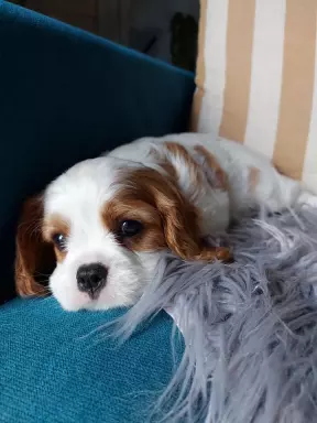 Cavalier King Charles Spaniel FCI/ZKwP 2