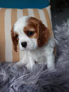 Cavalier King Charles Spaniel FCI/ZKwP 3