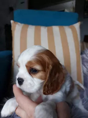 Cavalier King Charles Spaniel FCI/ZKwP 4