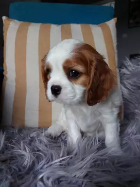 Cavalier King Charles Spaniel FCI/ZKwP 1