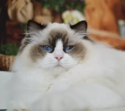 Kocięta RAGDOLL Beesha*PL KOTY 1