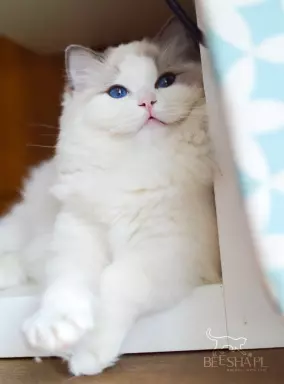 Kocięta RAGDOLL Beesha*PL KOTY 2