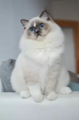 Kocięta RAGDOLL Beesha*PL KOTY 3
