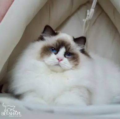 Kocięta RAGDOLL Beesha*PL KOTY 5
