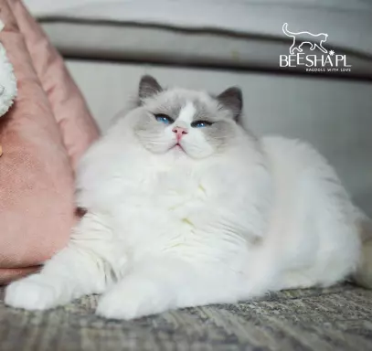 Kocięta RAGDOLL Beesha*PL KOTY 6