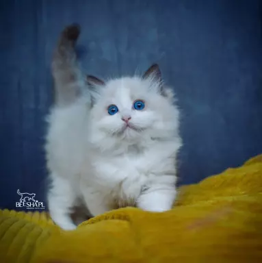 Kocięta RAGDOLL Beesha*PL KOTY 4