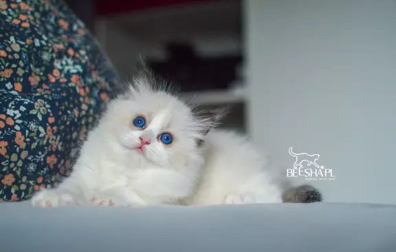 Kocięta RAGDOLL Beesha*PL KOTY 7