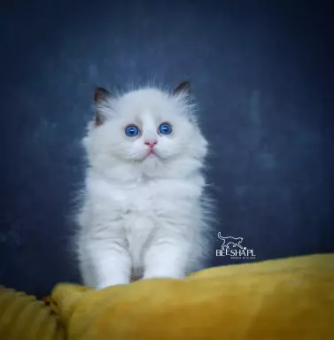 Kocięta RAGDOLL Beesha*PL KOTY 8