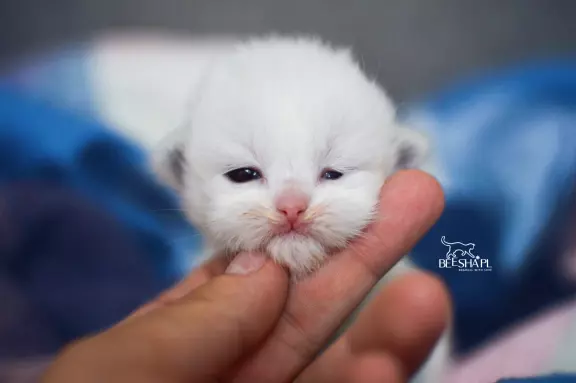 Kocięta RAGDOLL Beesha*PL KOTY 9