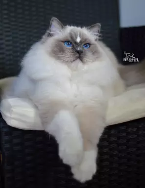 Kocięta RAGDOLL Beesha*PL KOTY 10